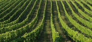 SUPERA I 6,5 MILIONI DI QUINTALI L’UVA TRASFORMATA DALLE CANTINE SOCIALI