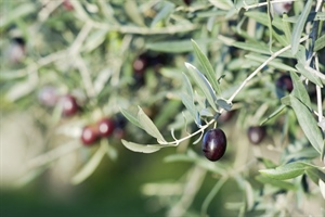 OLIO D’OLIVA, AGRINSIEME: L’ACCORDO DELL’UE SUL PRODOTTO TUNISINO È UNO SCHIAFFO AGLI AGRICOLTORI ITALIANI