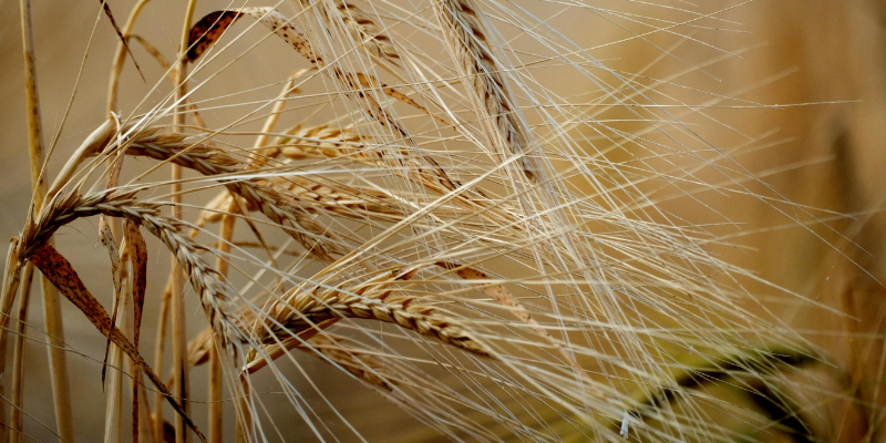 Via libera al DM Fondo Grano duro