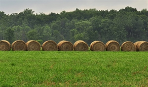 “GENERAZIONE CAMPOLIBERO”, AGRINSIEME: “IL SOSTEGNO AI GIOVANI È UN IMPORTANTE PASSO AVANTI PER LO SVILUPPO E LA PROSPETTIVA DELL'AGRICOLTURA E DELL'ECONOMIA ITALIANA”