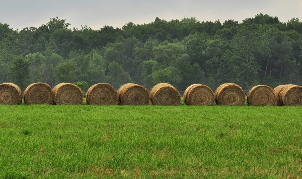 “GENERAZIONE CAMPOLIBERO”, AGRINSIEME: “IL SOSTEGNO AI GIOVANI È UN IMPORTANTE PASSO AVANTI PER LO SVILUPPO E LA PROSPETTIVA DELL’AGRICOLTURA E DELL’ECONOMIA ITALIANA”