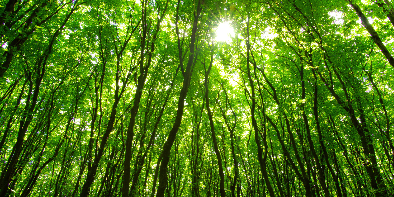 Deforestazione, il posticipo e la semplificazione proposte dalla Commissione non sono sufficienti