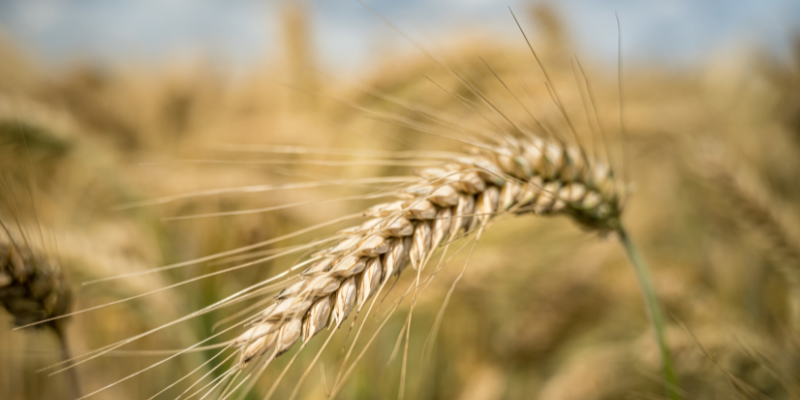 Fondo di Sovranità Alimentare 2025-2026: via libera ai 47,5 milioni per le filiere agricole italiane