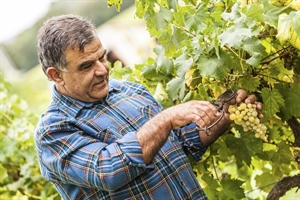 AGRINSIEME: PARLAMENTO DIA CON URGENZA NUOVA VESTE NORMATIVA AL LAVORO ACCESSORIO IN AGRICOLTURA