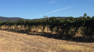SICCITA’ IN EMILIA-ROMAGNA,  COOPERATIVE PREOCCUPATE “A RISCHIO FRUTTA E VENDEMMIA, MENO BUROCRAZIA”