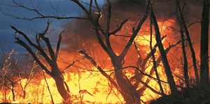 INCENDI, ALLEANZA COOPERATIVE: BOSCHI DA RISORSA A COSTO, CON OGNI ETTARO DISTRUTTO VANNO IN FUMO OLTRE 20MILA EURO