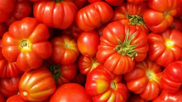 POMODORO, MERCURI, “BENE ACQUISIZIONE DE RICA DA PARTE DI CASALASCO”