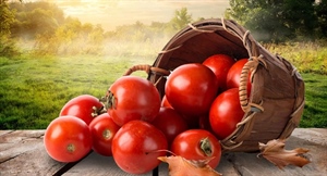 Etichettatura pomodoro, "Strumento prezioso, alzare livelli di controlli contro lavoro nero e caporalato"