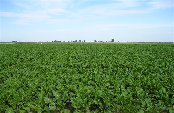 MADE IN ITALY, ALLEANZA COOPERATIVE SOSTIENE IL “PATTO PER LO ZUCCHERO ITALIANO”