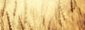 CEREALI, PRIME PREVISIONI SULLA PRODUZIONE DI GRANO DURO, IL 16 E 17 MAGGIO A FOGGIA AI “DURUM DAYS”