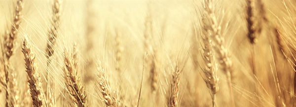 CEREALI, PRIME PREVISIONI SULLA PRODUZIONE DI GRANO DURO, IL 16 E 17 MAGGIO A FOGGIA AI “DURUM DAYS”
