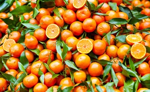 AGRUMI, È CRISI PER LE CLEMENTINE NEL SUD ITALIA, DANNEGGIATE DA GELATE E ALLUVIONI. PREZZI IN PICCHIATA