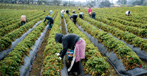 AGRINSIEME: CAPORALATO, EVITARE GENERALIZZAZIONI A DANNO DI INTERO COMPARTO E DEL SISTEMA PAESE; INTERVENIRE SU SERVIZI DI INTERMEDIAZIONE LAVORO; SERVONO POI CONTROLLI PIÙ MIRATI E MIGLIORI TRASPORTI