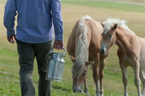 Latte di cavalla da bere per la prima volta in Italia: il progetto cooperativo Equimilk