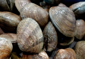 Soddisfazione per la certificazione MSC in Italia assegnata ai pescatori di vongole dei distretti marittimi di Venezia e Chioggia OP Bivalvia Veneto insieme a CO.GE.VO.