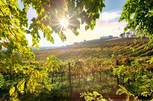 VINITALY, “IL MISTERO GIALLO” DELL’EXPORT IN ASIA. CALANO I VOLUMI ESPORTATI, TREND VANNO VALUTATI NEL LUNGO TERMINE