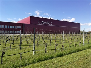 Gruppo Caviro, fatturato 2018 a 330 milioni di euro (+4,6%). Lo scorso anno gli investimenti in innovazione e sviluppo hanno sfiorato la cifra record di 26 milioni di euro