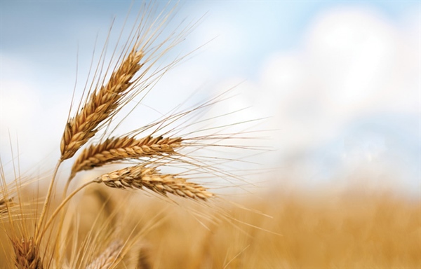Cereali, a Foggia il 15 maggio i Durum Days con le prime previsioni sulla campagna di grano duro