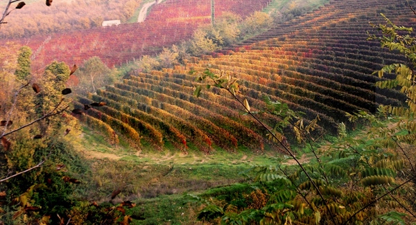 VINO, VIA LIBERA DECRETO OCM PER PROMOZIONE PAESI TERZI, DISAPPUNTO DELLA FILIERA PER IL MANCATO CONFRONTO CON LE ORGANIZZAZIONI DI RAPPRESENTANZA