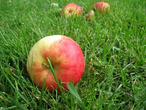 AGRINSIEME EMILIA-ROMAGNA: CIMICE ASIATICA, UNA GRANDE MOBILITAZIONE DEI FRUTTICOLTORI PER MANIFESTARE IL GRAVE PROBLEMA CHE STA METTENDO IN SERIO PERICOLO LA FRUTTICOLTURA DELL’EMILIA ROMAGNA