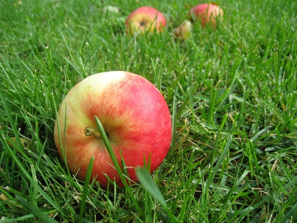 AGRINSIEME EMILIA-ROMAGNA: CIMICE ASIATICA, UNA GRANDE MOBILITAZIONE DEI FRUTTICOLTORI PER MANIFESTARE IL GRAVE PROBLEMA CHE STA METTENDO IN SERIO PERICOLO LA FRUTTICOLTURA DELL’EMILIA ROMAGNA