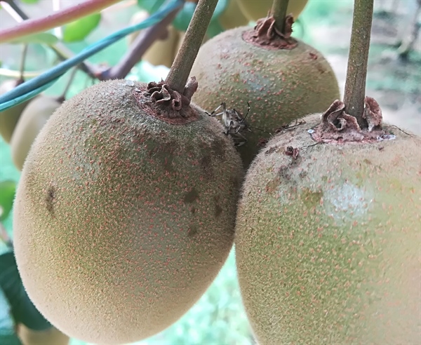 CIMICE ASIATICA, VERNOCCHI: 350 MILIONI DI EURO DI DANNI SOLO PER PERE, PESCHE E NETTARINE.  “AL VERTICE DI OGGI TRA MINISTERO E REGIONI È EMERSA LA GRAVITÀ DEL FENOMENO”