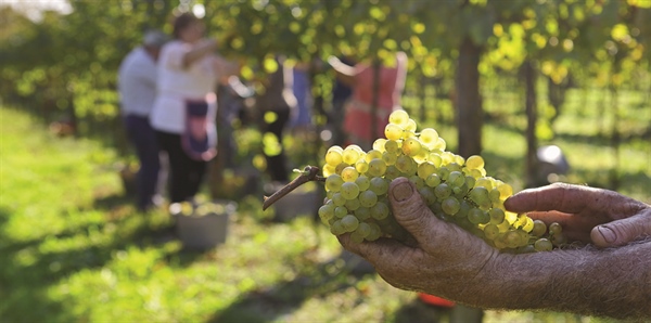 VENDEMMIA, - 20% RISPETTO ALLA MEDIA NAZIONALE, ALLEANZA COOPERATIVE: “C’È MENO VINO IN CANTINA DI QUANTO CI SI ASPETTASSE”