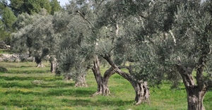 PSR PUGLIA, L’ALLEANZA DELLE COOPERATIVE INCONTRA LE COOPERATIVE AGRICOLE MARTEDÌ 12 NOVEMBRE ALLE 10 – HOTEL EXCELSIOR BARI