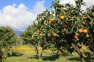 AGRINSIEME: MANOVRA, GOVERNO FACCIA ULTIMO SFORZO E ABOLISCA SUGAR TAX E PLASTIC TAX; SI RISCHIA PESANTE DANNO ECONOMICO A SISTEMA AGROALIMENTARE NAZIONALE