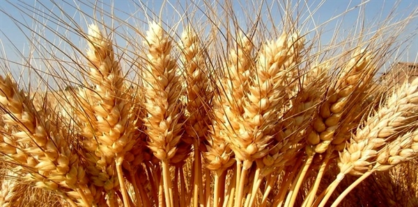 GRANO DURO, ALLEANZA COOPERATIVE, AL FIANCO DI BARILLA PER AUMENTARE I CONTRATTI DI FILIERA TRIENNALI  E SUPERARE 800MILA TONNELLATE DI GRANO DURO ITALIANO