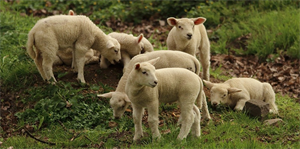 ZOOTECNIA, IN BASILICATA 25MILA CAPI OVICAPRINI INVENDUTI PER LA CONTRAZIONE DEI CONSUMI