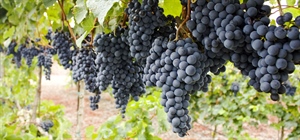 Viticoltura. La Commissione agricoltura del Parlamento europeo propone deroghe per le uve raccolte ai confini delle zone viticole