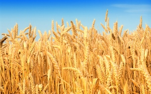 DurumDays 2020 La risposta della filiera del grano duro italiano all'emergenza Covid19