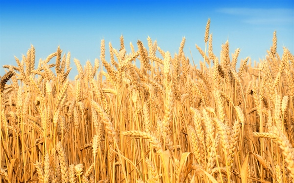 DurumDays 2020 La risposta della filiera del grano duro italiano all’emergenza Covid19