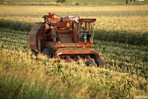 Conserve Italia, parte la campagna del mais dolce superfici coltivate in aumento del 6%