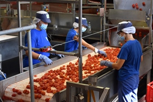 Pomodoro, al via la campagna di Conserve Italia. “Lavoreremo 400.000 tonnellate, +20% rispetto al 2019”