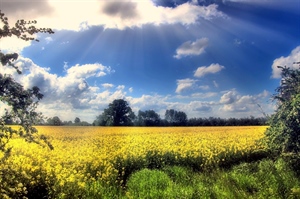 Agrinsieme: illeciti agroalimentari, riforma adegua disciplina punitiva ad evoluzione sistema alimentare; importante riconoscere patrimonio agroalimentare nazionale quale bene giuridico protetto