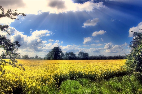 Agrinsieme: illeciti agroalimentari, riforma adegua disciplina punitiva ad evoluzione sistema alimentare; importante riconoscere patrimonio agroalimentare nazionale quale bene giuridico protetto