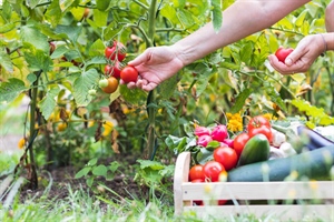 Biologico, Alleanza Cooperative “Bene il piano di azione della UE, per la crescita del settore si punti sul modello di filiera”