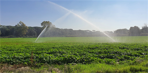 Lavoro, Agrinsieme: “L’occupazione in agricoltura ha tenuto, perchè l’attività di produzione non...