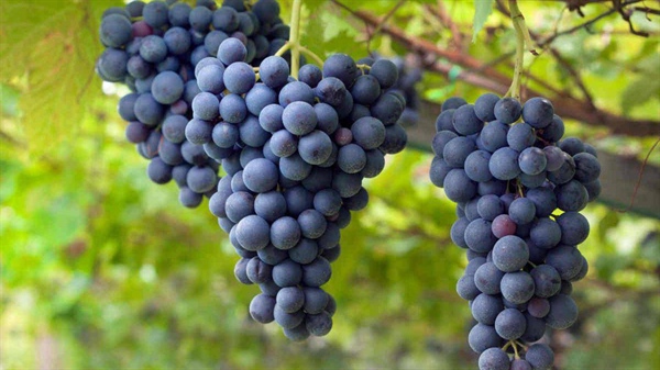 Vino, Rigotti (Alleanza Cooperative): “Per i vini dealcolizzati, l’Europa introduca nuove categorie, ai produttori va lasciata la possibilità di scegliere”