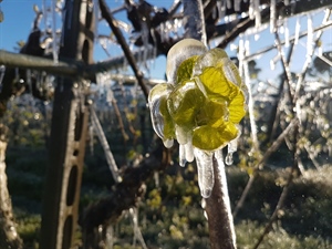 Gelate, danni alla frutta   per 232 milioni di euro in Emilia-Romagna:  perse 209.000 tonnellate di pesche, albicocche, susine e ciliegie