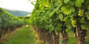 Vino: la Filiera vitivinicola a Patuanelli su dealcolati