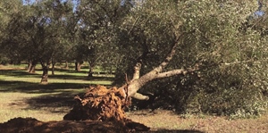 Olio, Alleanza Cooperative chiede deroga a nuova OCM che consenta alle op colpite dalla Xylella di accedere ai fondi