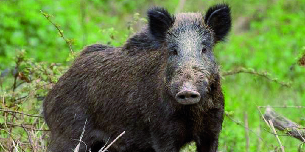 Fauna selvatica, Alleanza Cooperative: “Emendamento su gestione fauna selvatica misura necessaria e attesa da tempo”