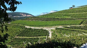 Convegno “Il ruolo dell’innovazione genetica per un nuovo modello di viticoltura: strumenti,...