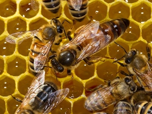Giornata delle api, l'etichetta d'origine per difendere il miele italiano