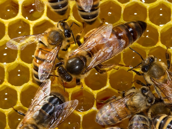 Giornata delle api, l’etichetta d’origine per difendere il miele italiano