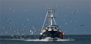 Pesca, Alleanza Cooperative: escludere carburante...