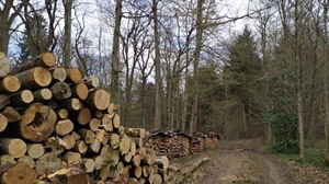 DEFORESTAZIONE, FEDAGRIPESCA CONFCOOPERATIVE, BENE PROPOSTA COMMISSIONE SU RINVIO DI UN ANNO DEL NUOVO REGOLAMENTO